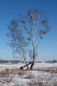 Birch在蓝天背景图片