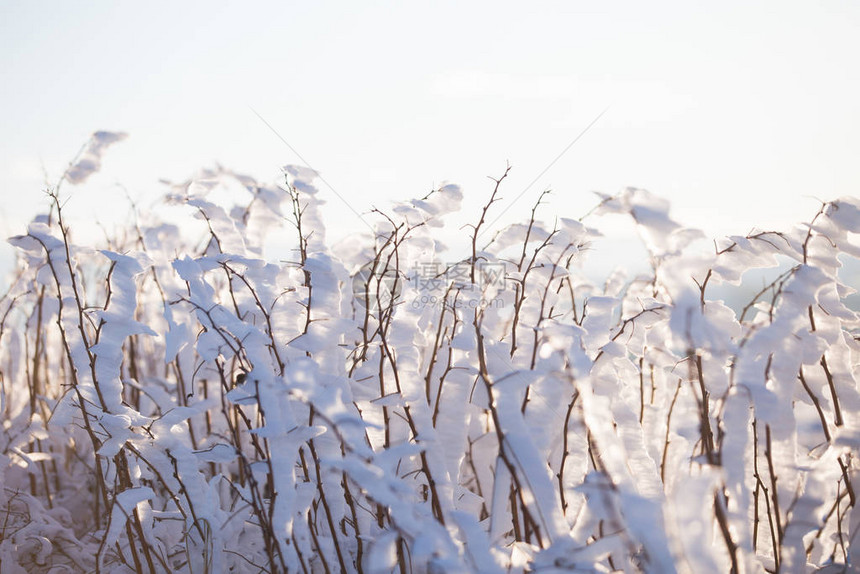冬季仙境冻花背景图片