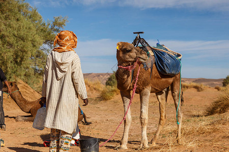 身着服装的柏男子站在骆驼附近图片