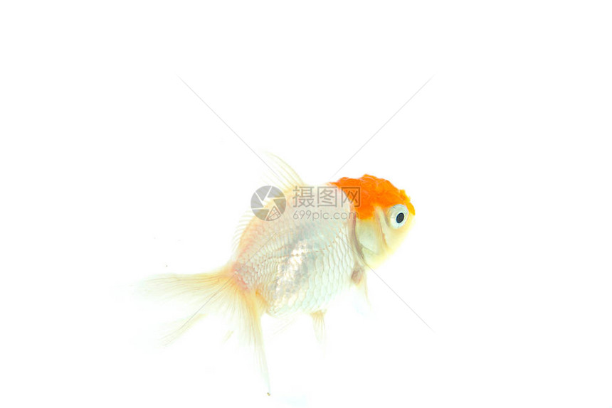 Oranda金鱼Carassiusanuratusauratus图片