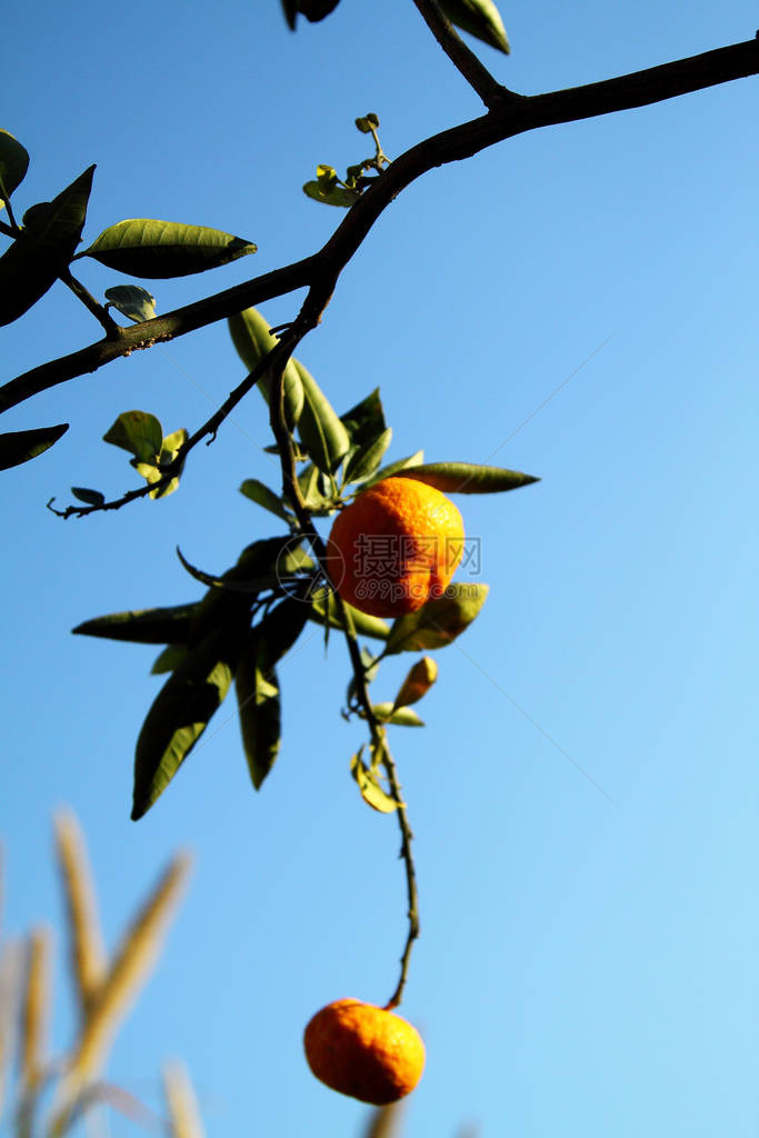 树上的橘子成熟的橘子图片