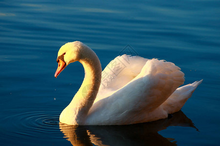 一只美丽的哑巴天鹅紧贴在湖边图片