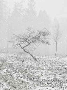 弯曲的树在冬天森林里冬季雪景图片