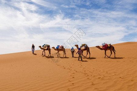 骆驼大篷车沿沙丘行走摩洛哥萨哈拉沙漠图片