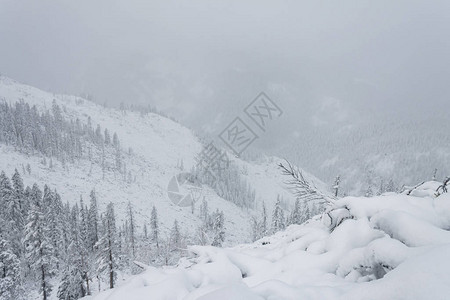 冬季森林白雪皑的针叶林山俄罗斯美丽的自然风光冬天的针叶林寒图片