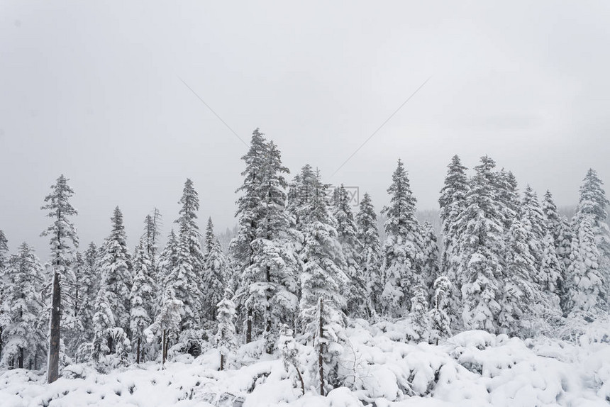 冬季森林白雪皑的针叶林山俄罗斯美丽的自然风光冬天的针叶林寒图片