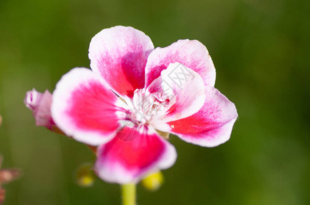 天竺葵粉红色的花图片