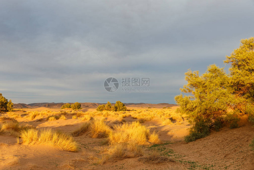 撒哈拉沙漠沙丘里的灌木丛图片