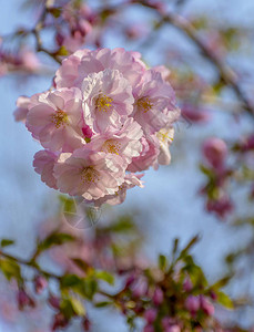 樱花在圣彼得堡的友谊之宝里在图片