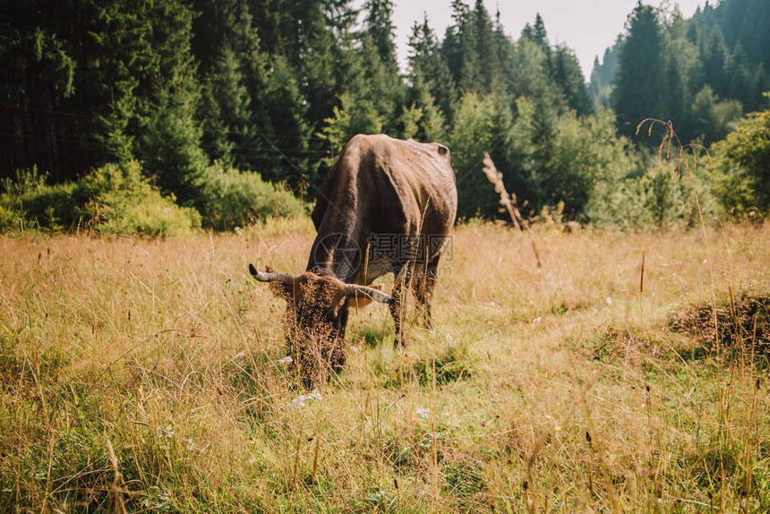 一头牛在草地上吃草图片
