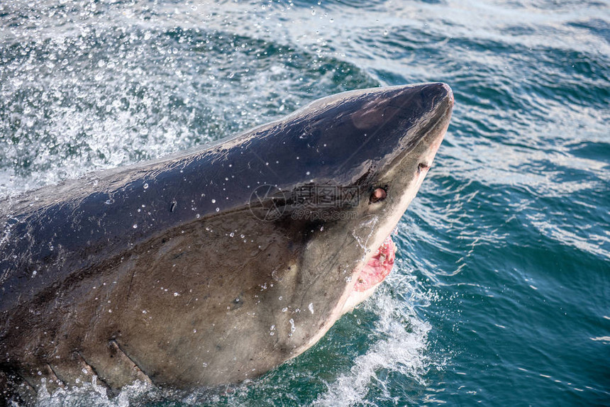 大白鲨张开嘴在海水中攻击大白鲨大白鲨图片