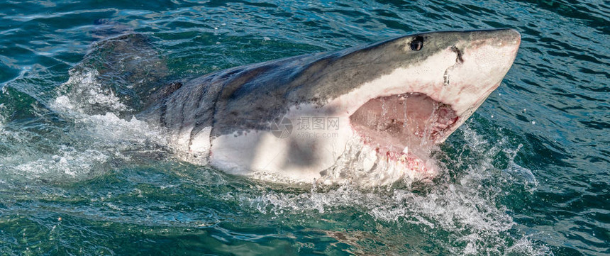 大白鲨张开嘴在海水中攻击大白鲨大白鲨图片