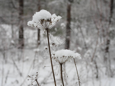 雪在植物上像白色的盖子一样以雨伞的形式图片