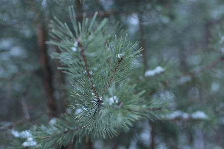 寒气冬天风景雪寒冷背景背景