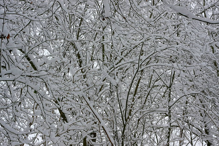 霜天冬季极端降雪后的冬季创造了一个白色的冬季仙境和冬季梦想背景