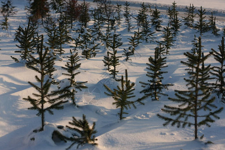 冬季极端降雪后的冬季森林创造了一个白色的冬季仙境和冬季梦想图片