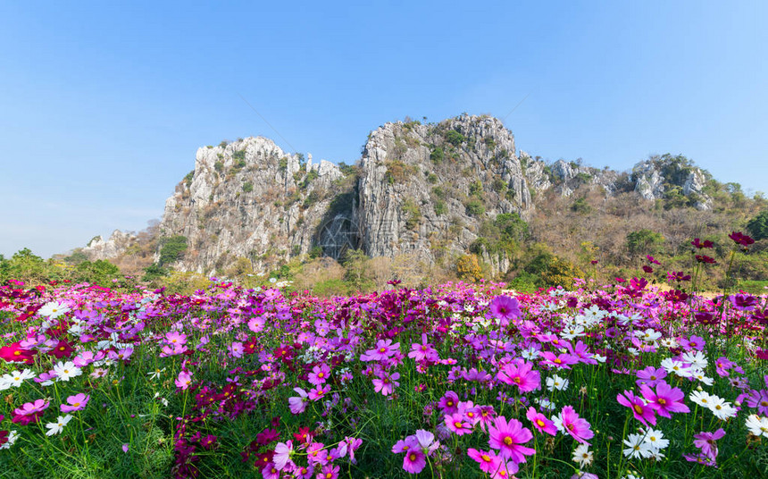 美丽的波斯菊花盛开在波斯菊领域图片