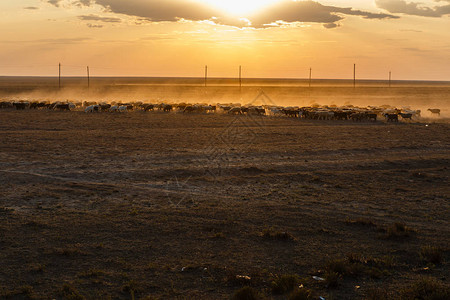 日落时羊群牧羊群在哈萨克斯坦图片