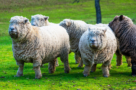 OldeEnglishBabydollSouthdown在绿草地上未剪毛的无角羊该品种是小骨架羊背景图片