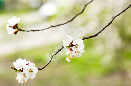 春天的樱花树闪亮樱花枝有阳图片