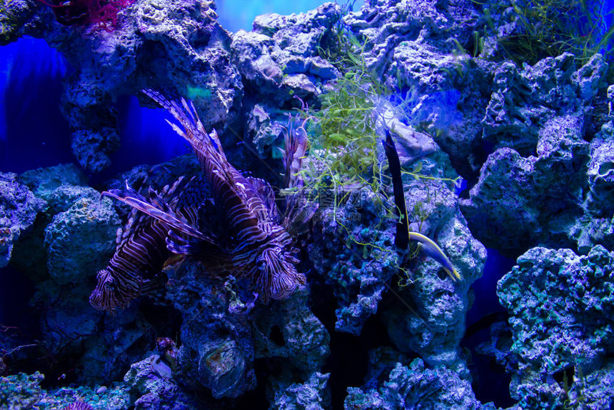 珊瑚水下鱼的海底世界图片