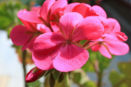 鲜艳的粉红色盛开的天竺葵花在早晨的阳光下图片