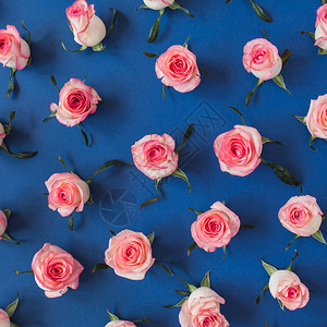 平面粉红色玫瑰花朵和叶状的蓝色背景顶端图片