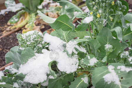 美国德克萨斯州达拉斯附近的高架花园床上生长着被雪覆盖的有机西兰花图片