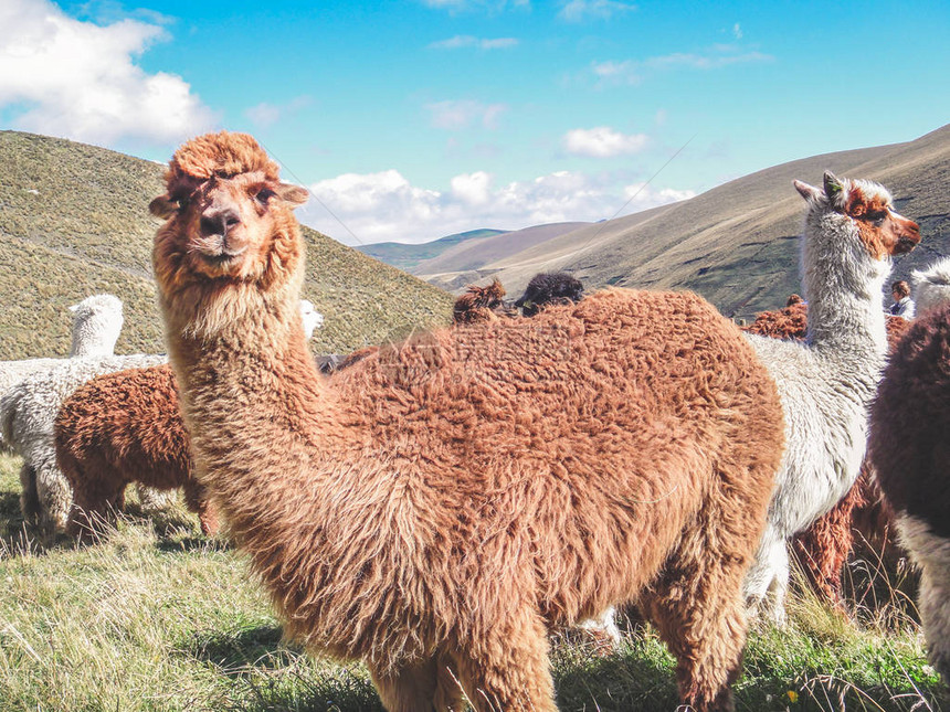 一种驯养的南美骆驼科动物它的外观类似于一只小骆驼羊驼被饲养在秘鲁南部安第斯山脉的海拔高度上图片