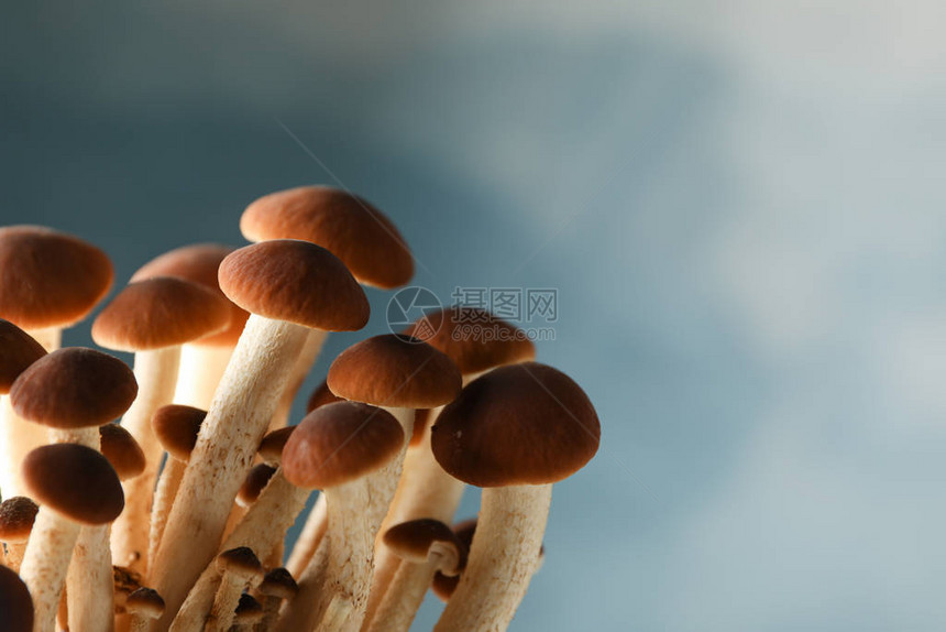 蓝色背景中的蜂蜜木耳蘑菇特写图片
