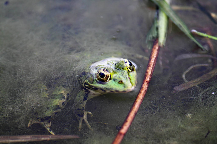 绿青蛙也称为普通水青蛙或用一些叶子在池塘图片