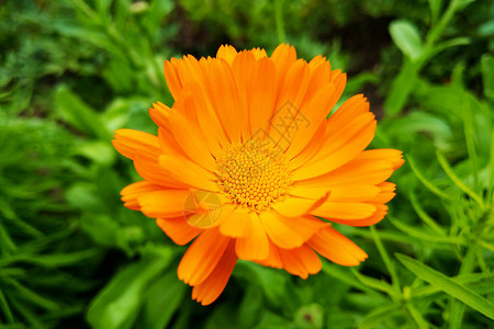 PotmarigoldCalendulaofficinalis在模糊图片