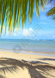 棕榈树分支和加勒比图片