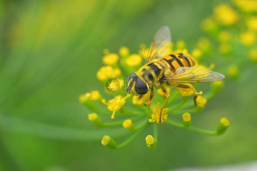 模仿蜜蜂的食蚜蝇坐在阳光下的伞形花序上Hoverfly坐在莳萝花序上关闭复制spase图片
