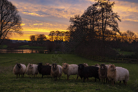绵羊似乎对壮观的太阳升起毫无兴趣图片