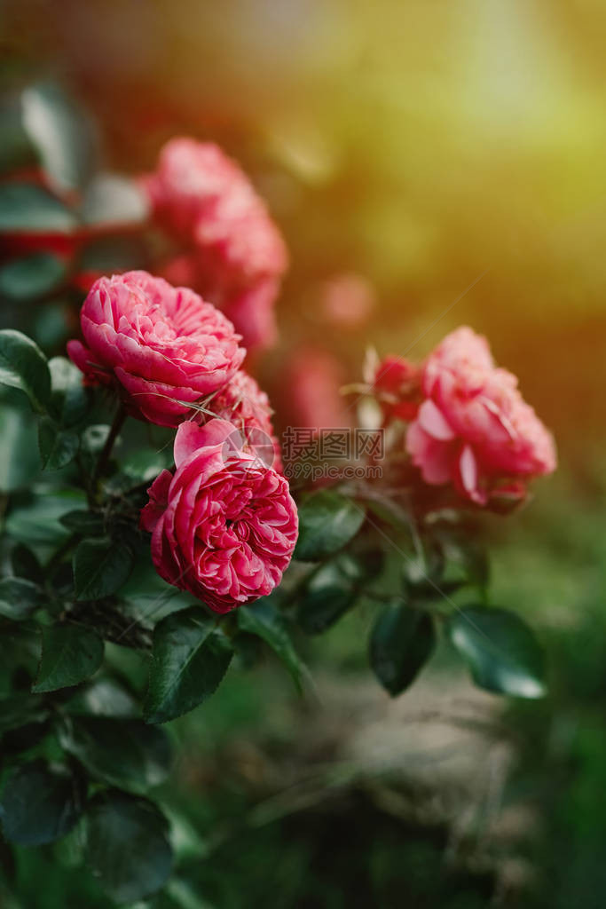 花园中的粉红玫瑰木丛明夕光花岗背景选择焦点复制空间夏日卡图片