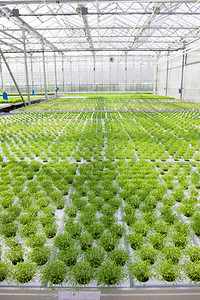 在温室里种植物在温室条件下背景图片