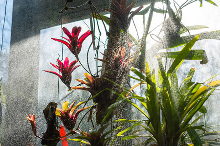 热带植物的自动灌溉图片