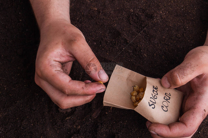 农夫手指上的糖玉米种子在土壤概念图片