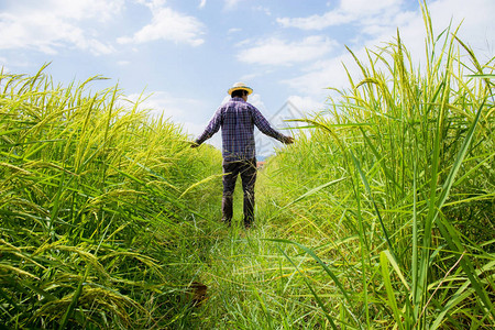 稻田里的农民在蓝天的阳光下图片