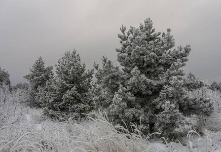 冬天风景草和树在雪图片
