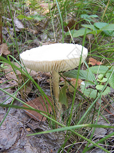 宏观照片自然白色蘑菇毒菌蘑菇毒菌背景在绿色领域的生长在草的森林里图片