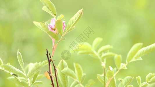 在春林中盛开一朵精致的粉红色花朵图片