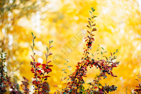 熊果灌木与秋叶在日落特写秋天绿红颜色的多色叶子在黄金时段在黄色阳光散景背上的枸子树枝上的浆果日图片