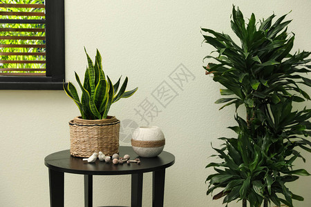 在室内桌子上的柳条盆中的室内植物室内设计图片