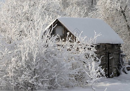 在大雪期间的老木棚子图片