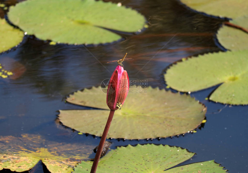 蜻蜓在充满活力的粉红莲花的蕾上休息图片