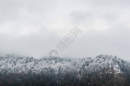 冬天有雪和白色天空的树图片