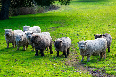 OldeEnglishBabydollSouthdown在绿草地上未剪毛的无角羊该品种是小骨架羊背景图片