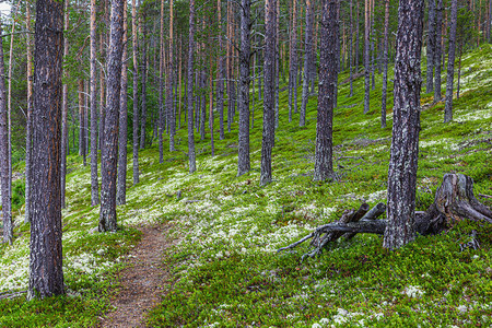 森林景观白驯鹿苔藓CladoniaStellaris图片